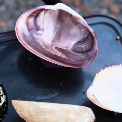 Natural Shell Colorful Glass Base Tray