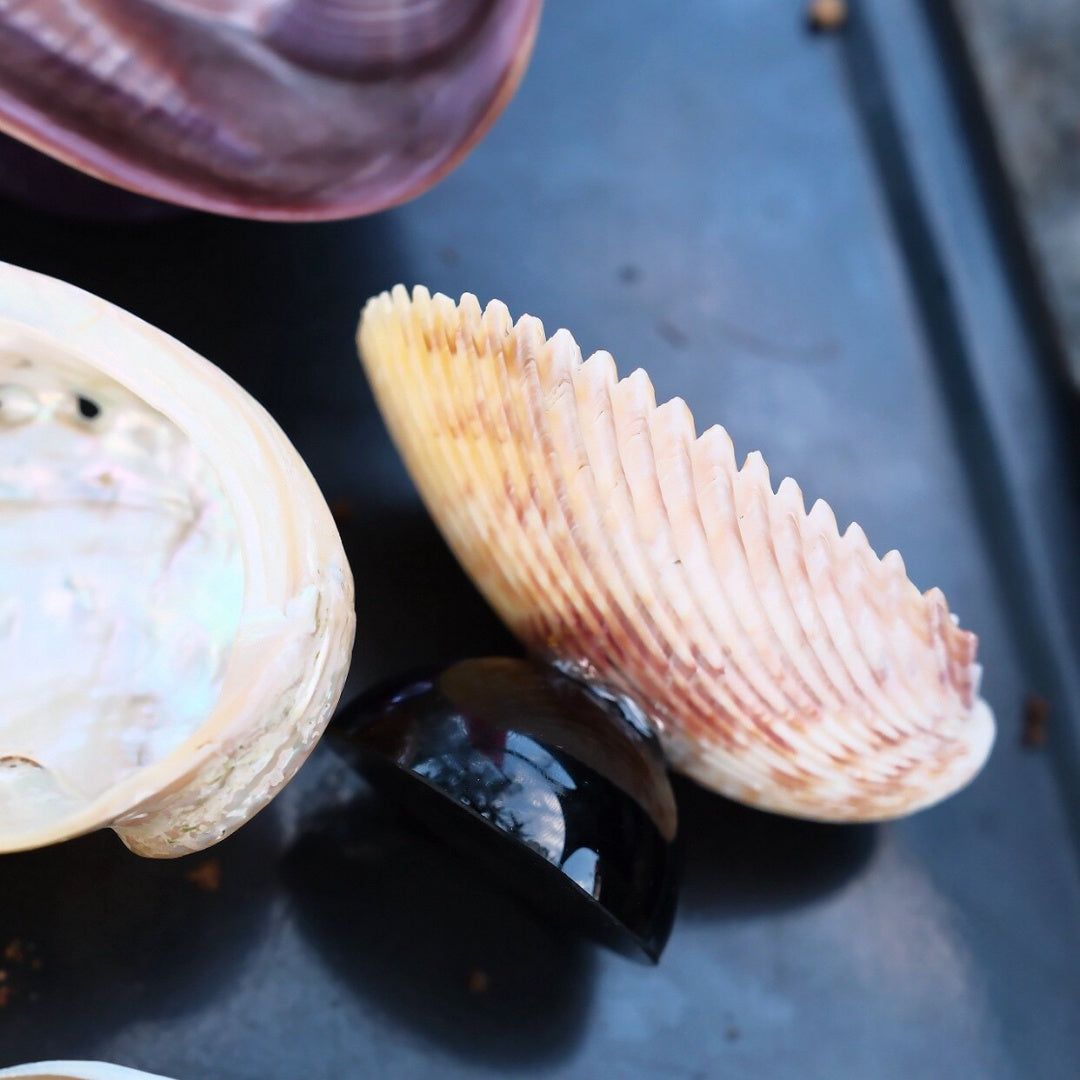 Natural Shell Colorful Glass Base Tray
