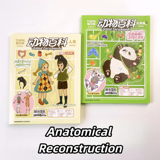 Anatomical Reconstruction 3D Sticker | 2 Cute Miniature Scenes