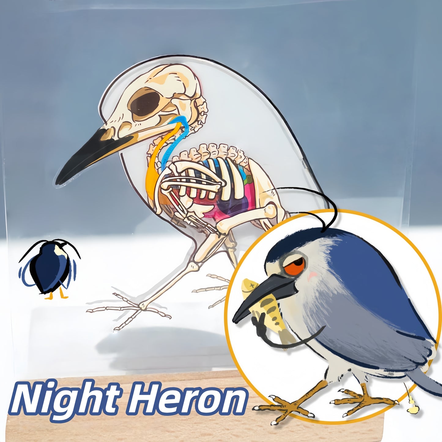 Anatomical Reconstruction 3D Sticker | 4 Cute Miniature Scenes