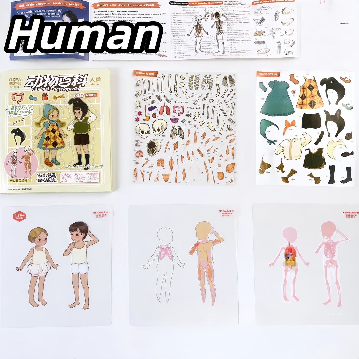 Anatomical Reconstruction 3D Sticker | 2 Cute Miniature Scenes